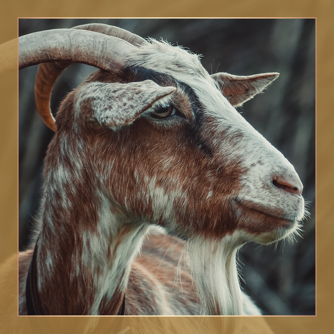 Sadaka Hayvanı | Küçükbaş